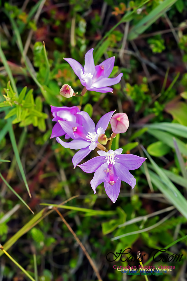 Grass Pink Orchid