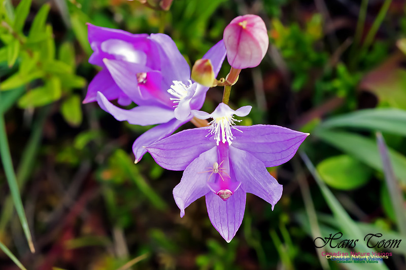 Grass Pink Orchid