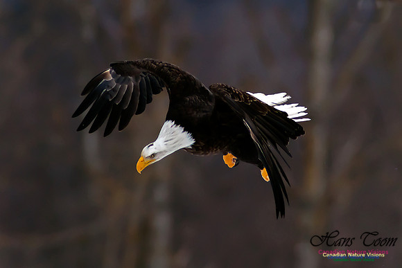 Bald Eagle