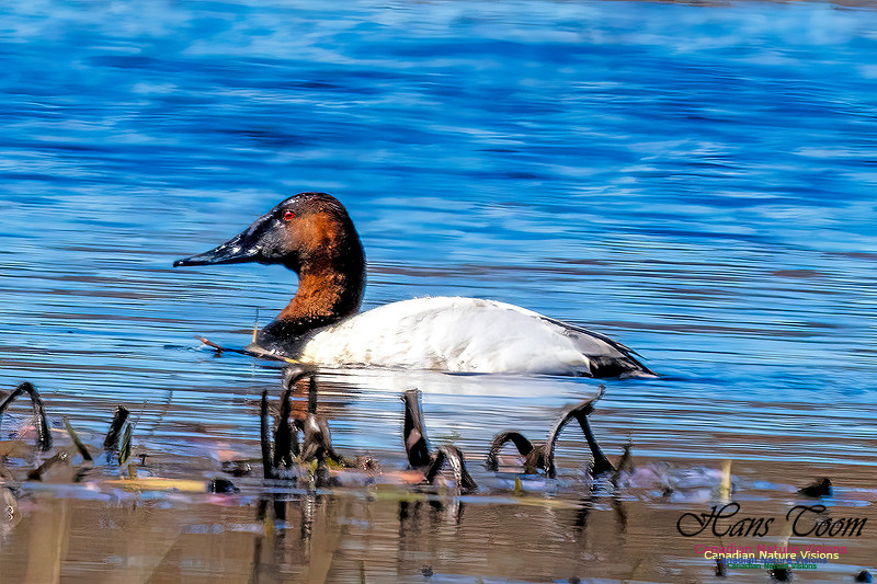 Canvasback 108