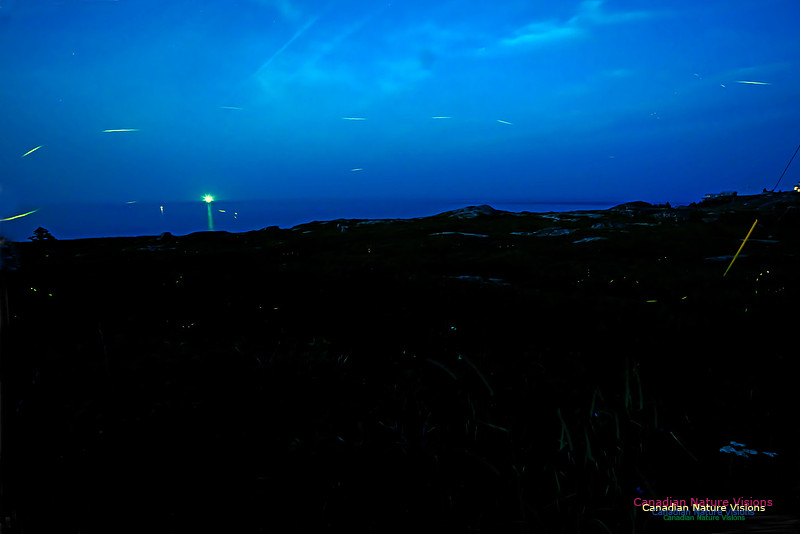 Fireflies