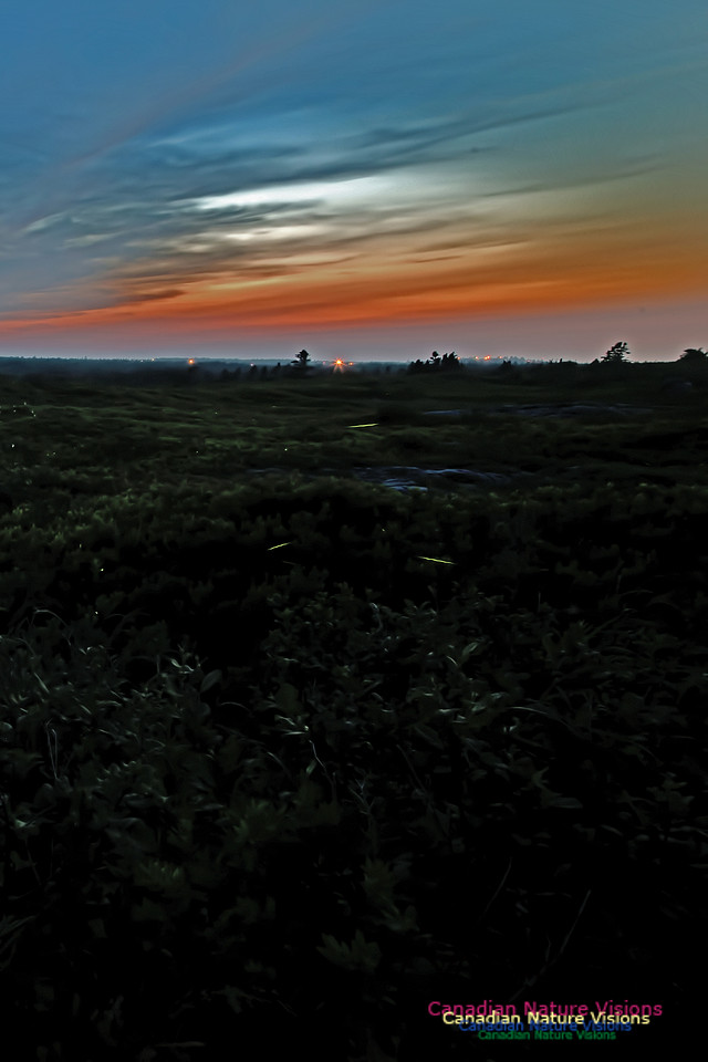 Fireflies