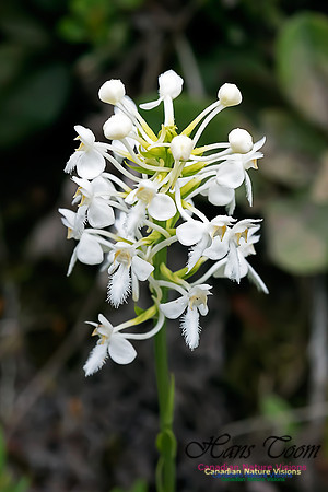 White Fringed Orchid
