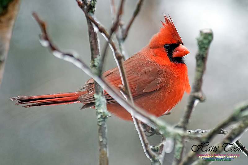 Northern Cardinal