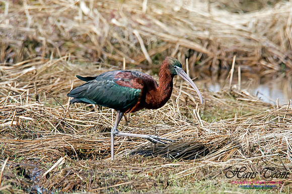 Glossy Ibis