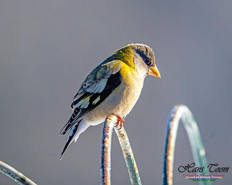 Evening Grosbeak 302