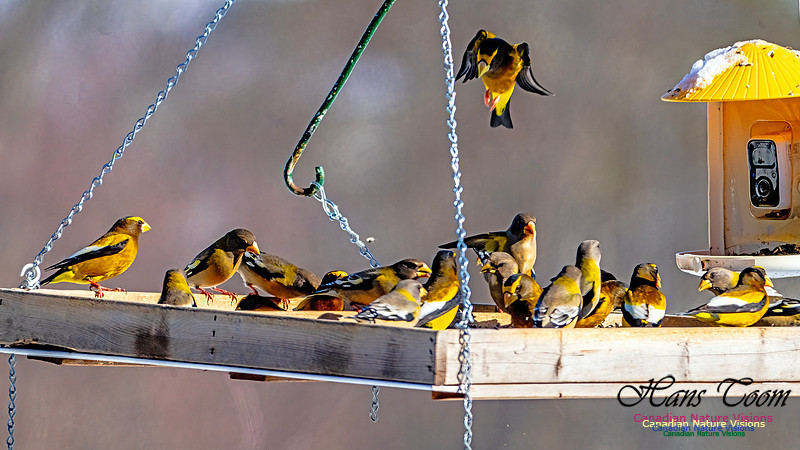 Evening Grosbeak 307
