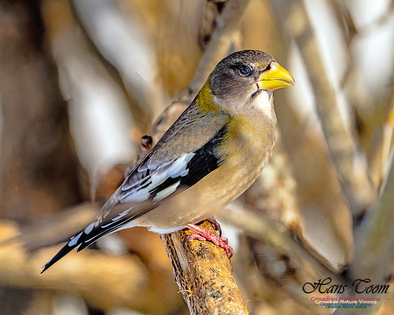 Evening Grosbeak 303