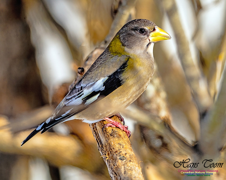 Evening Grosbeak 304