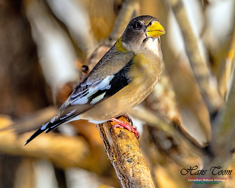 Evening Grosbeak 306