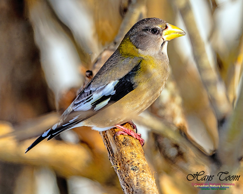 Evening Grosbeak 305