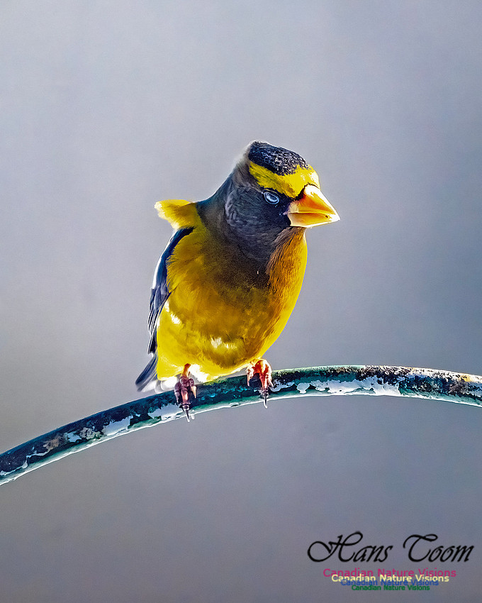 Evening Grosbeak 310