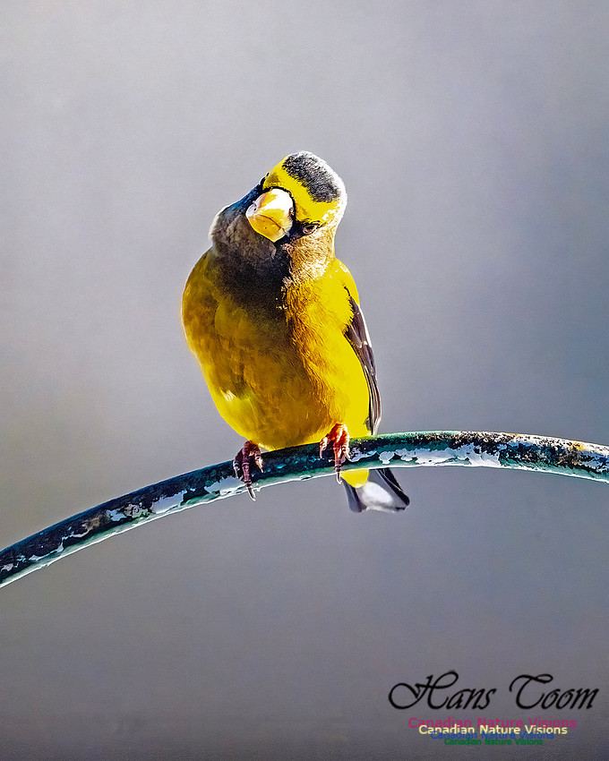 Evening Grosbeak 311
