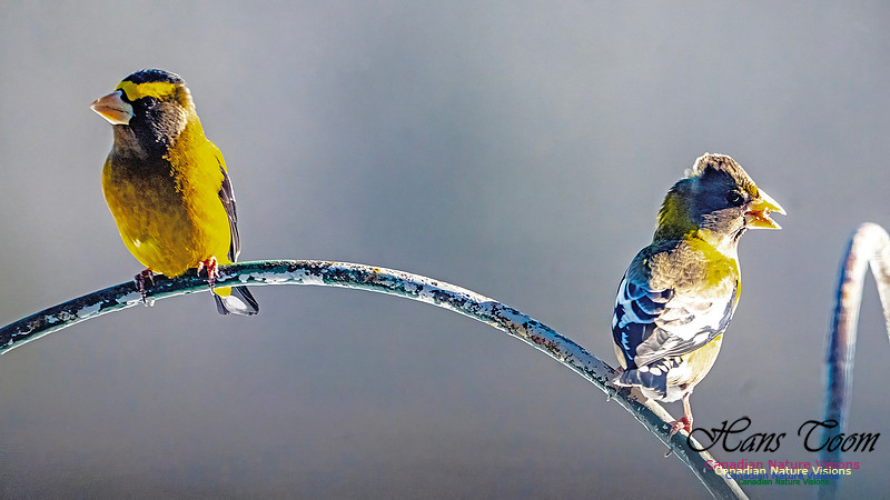 Evening Grosbeak 309