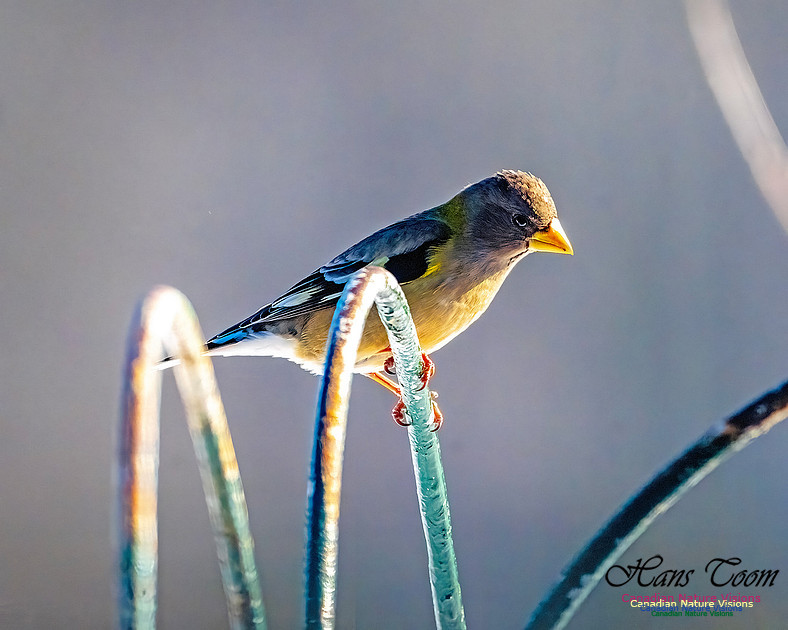 Evening Grosbeak 312