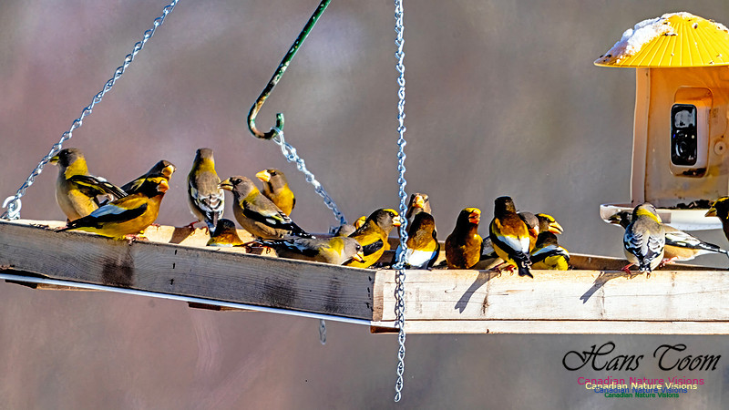 Evening Grosbeak 308