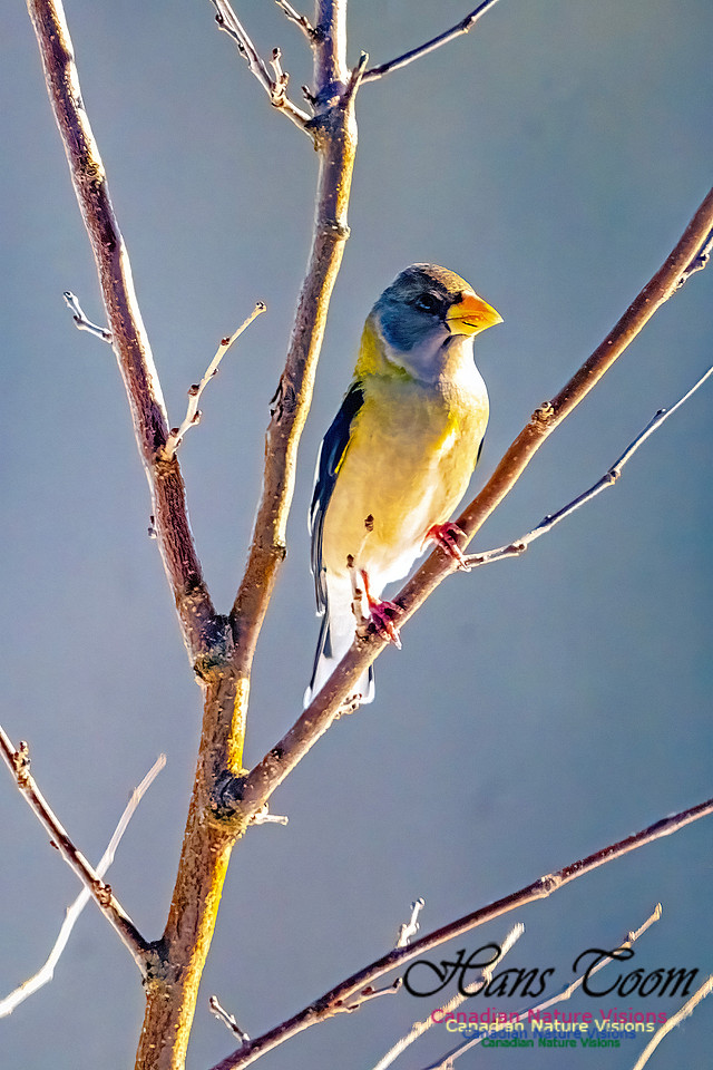 Evening Grosbeak 314
