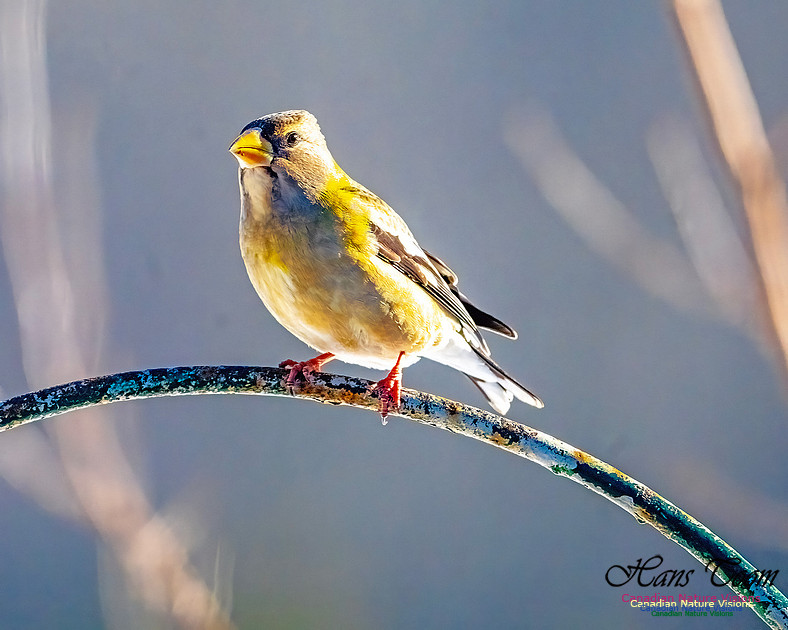 Evening Grosbeak 313