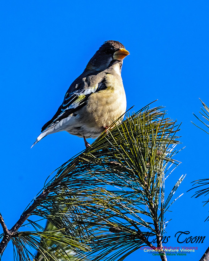 Evening Grosbeak 318