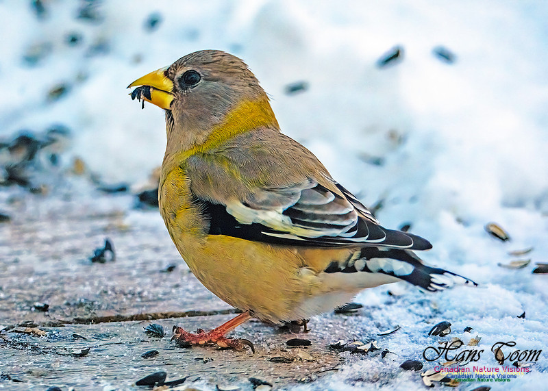 Evening Grosbeak 316