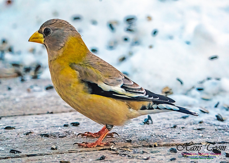 Evening Grosbeak 315