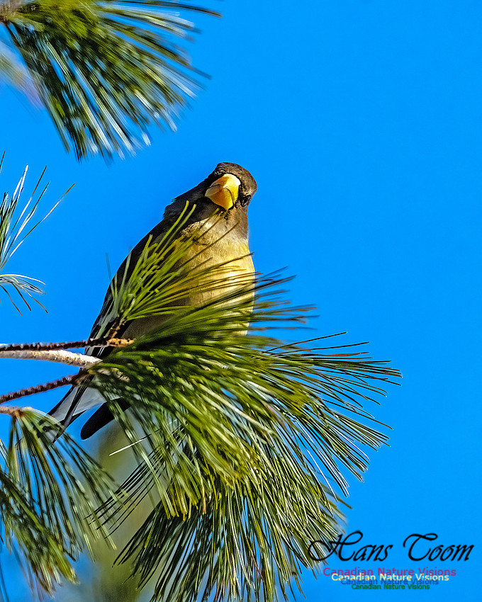 Evening Grosbeak 319