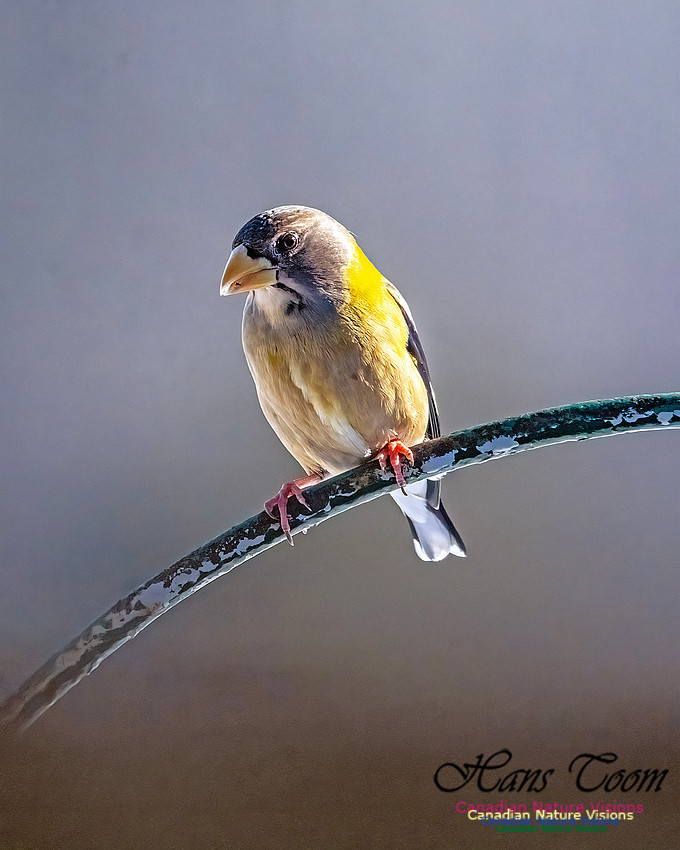 Evening Grosbeak 320