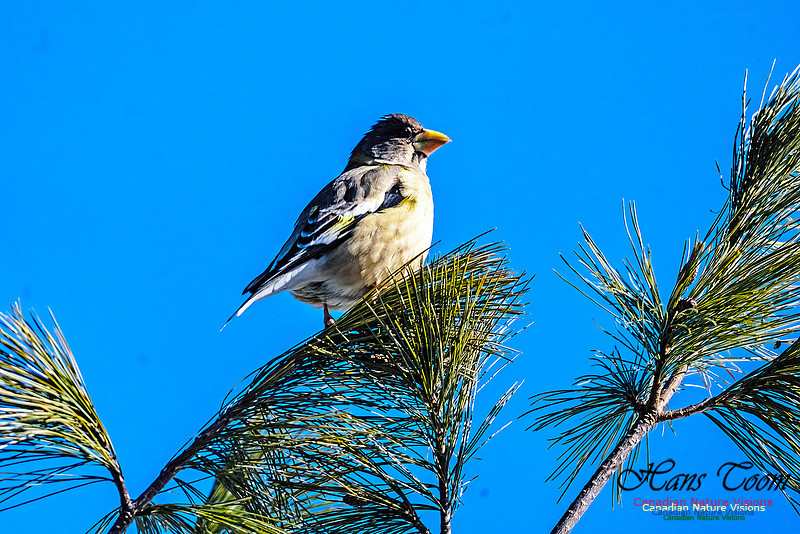 Evening Grosbeak 317
