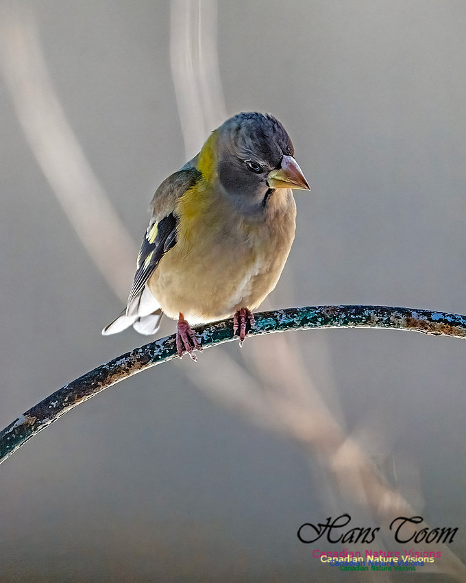 Evening Grosbeak 321