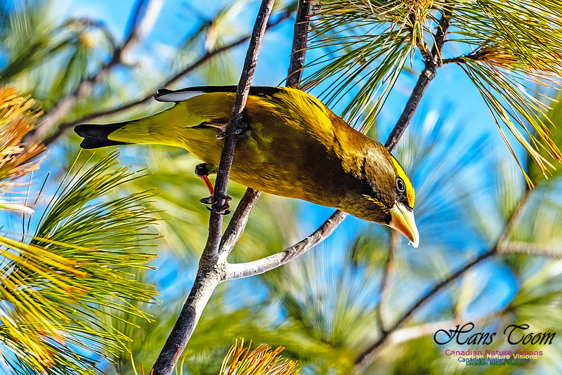 Evening Grosbeak 323