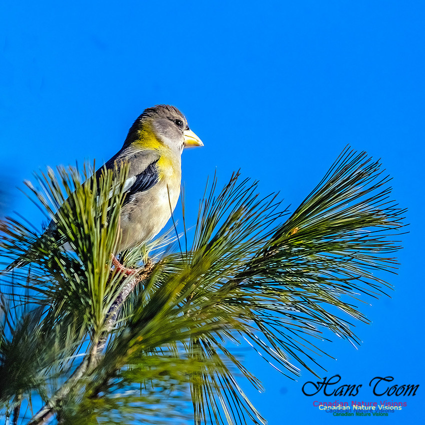 Evening Grosbeak 326