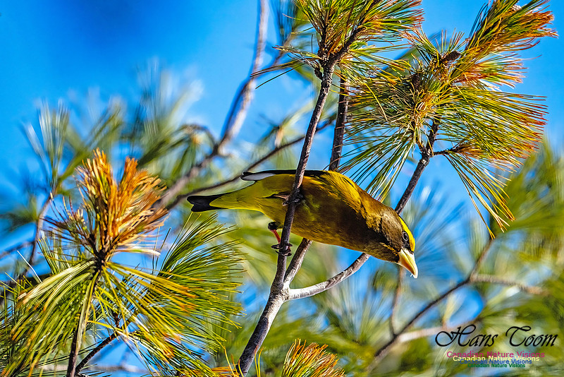 Evening Grosbeak 322
