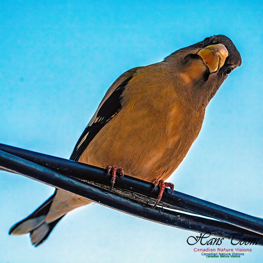 Evening Grosbeak 325