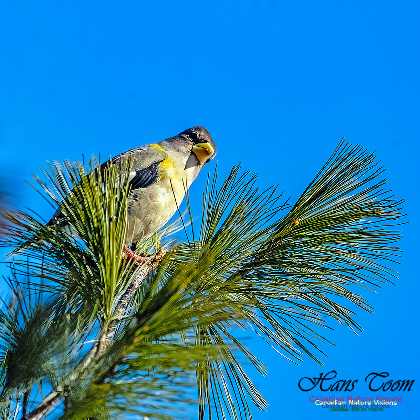 Evening Grosbeak 327