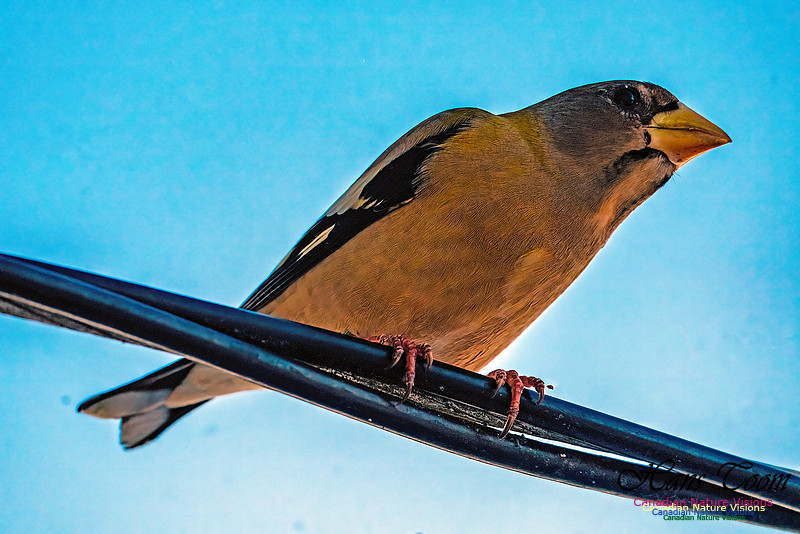 Evening Grosbeak 324
