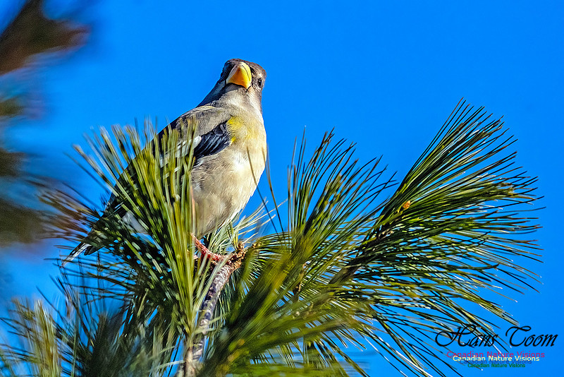 Evening Grosbeak 328