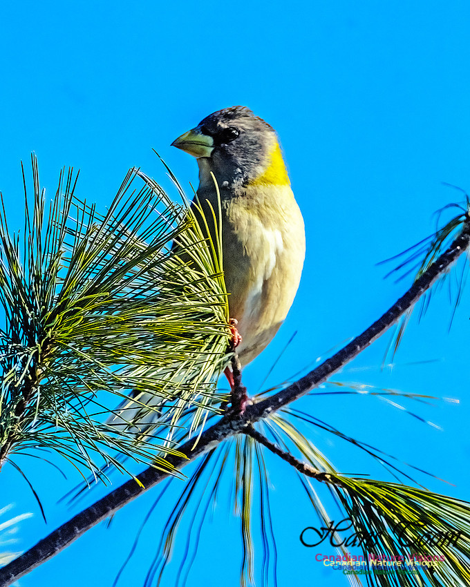 Evening Grosbeak 329