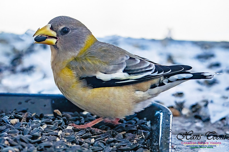 Evening Grosbeak 333
