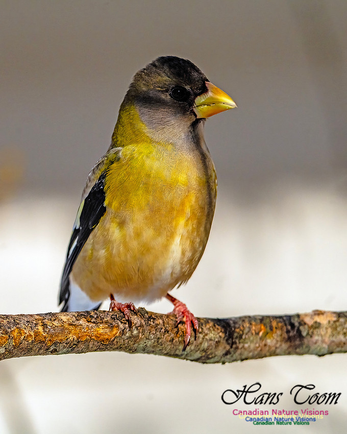 Evening Grosbeak 335