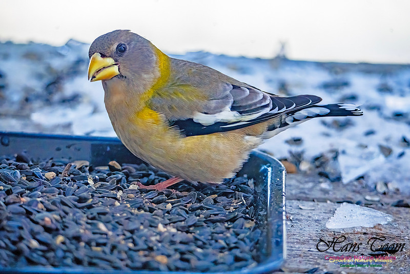 Evening Grosbeak 332