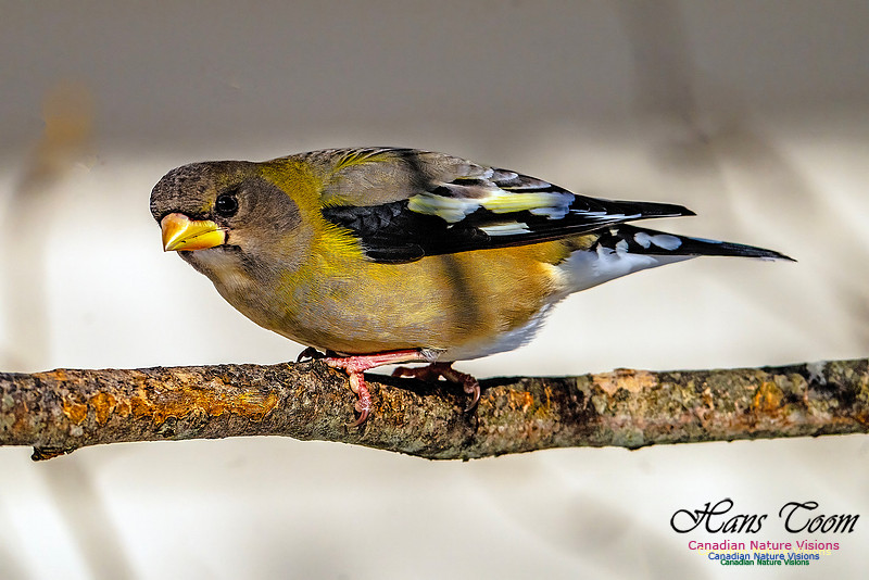 Evening Grosbeak 338