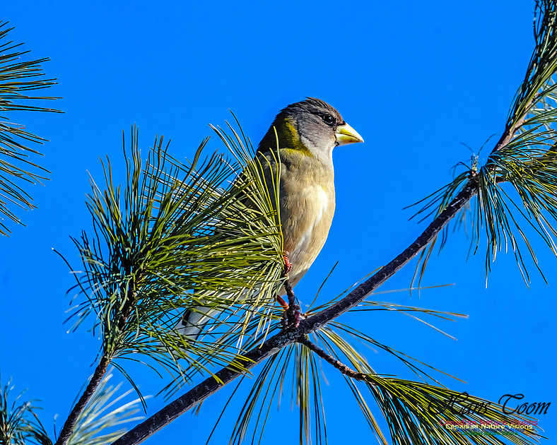Evening Grosbeak 331