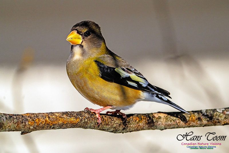 Evening Grosbeak 336