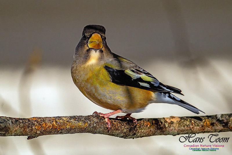 Evening Grosbeak 337