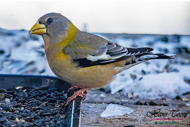 Evening Grosbeak 334