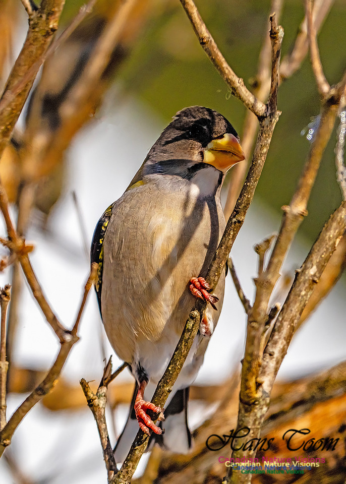 Evening Grosbeak 339
