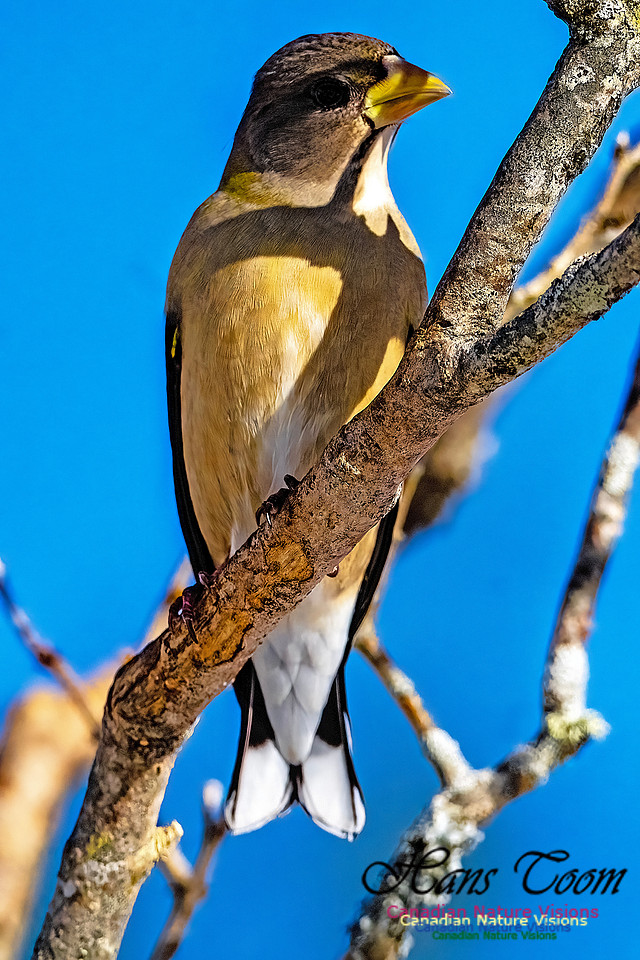 Evening Grosbeak 344