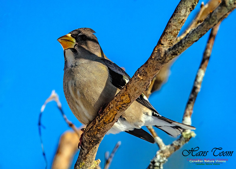 Evening Grosbeak 340