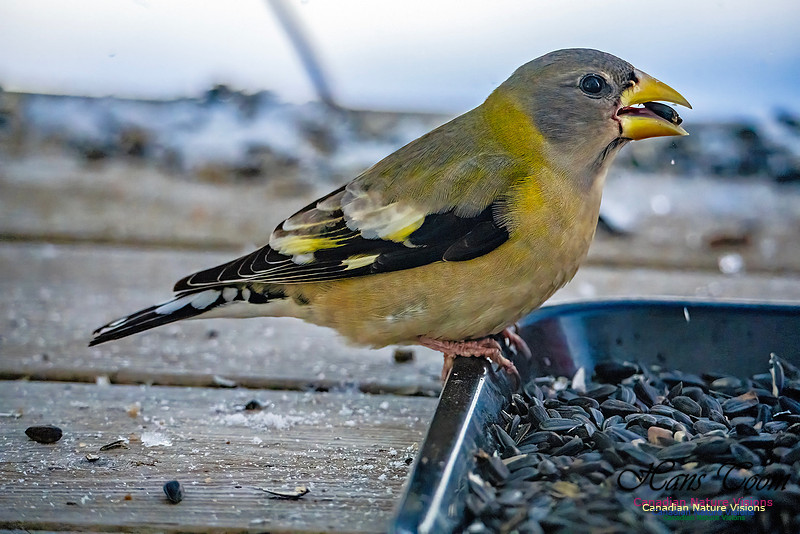 Evening Grosbeak 341