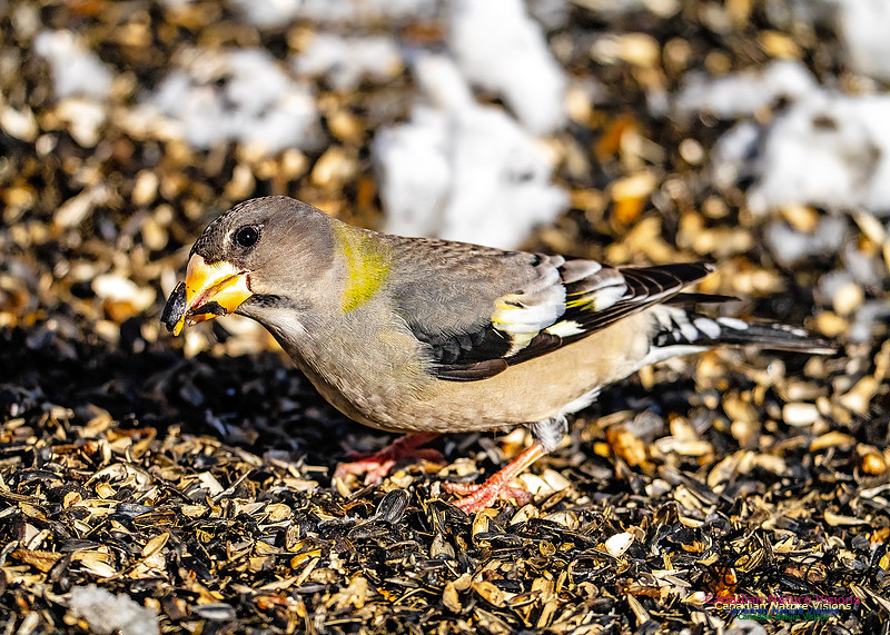 Evening Grosbeak 342